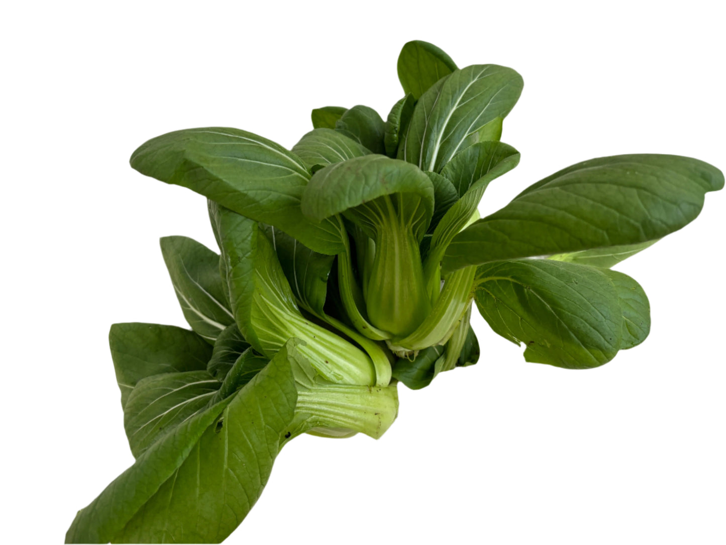 Shanghai Pak Choi 上海白菜