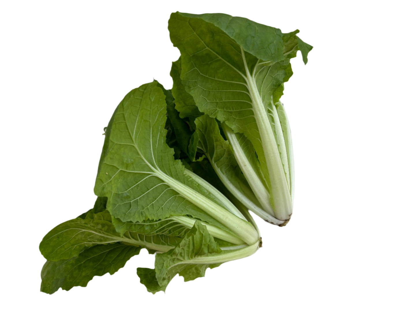 Pak Choi