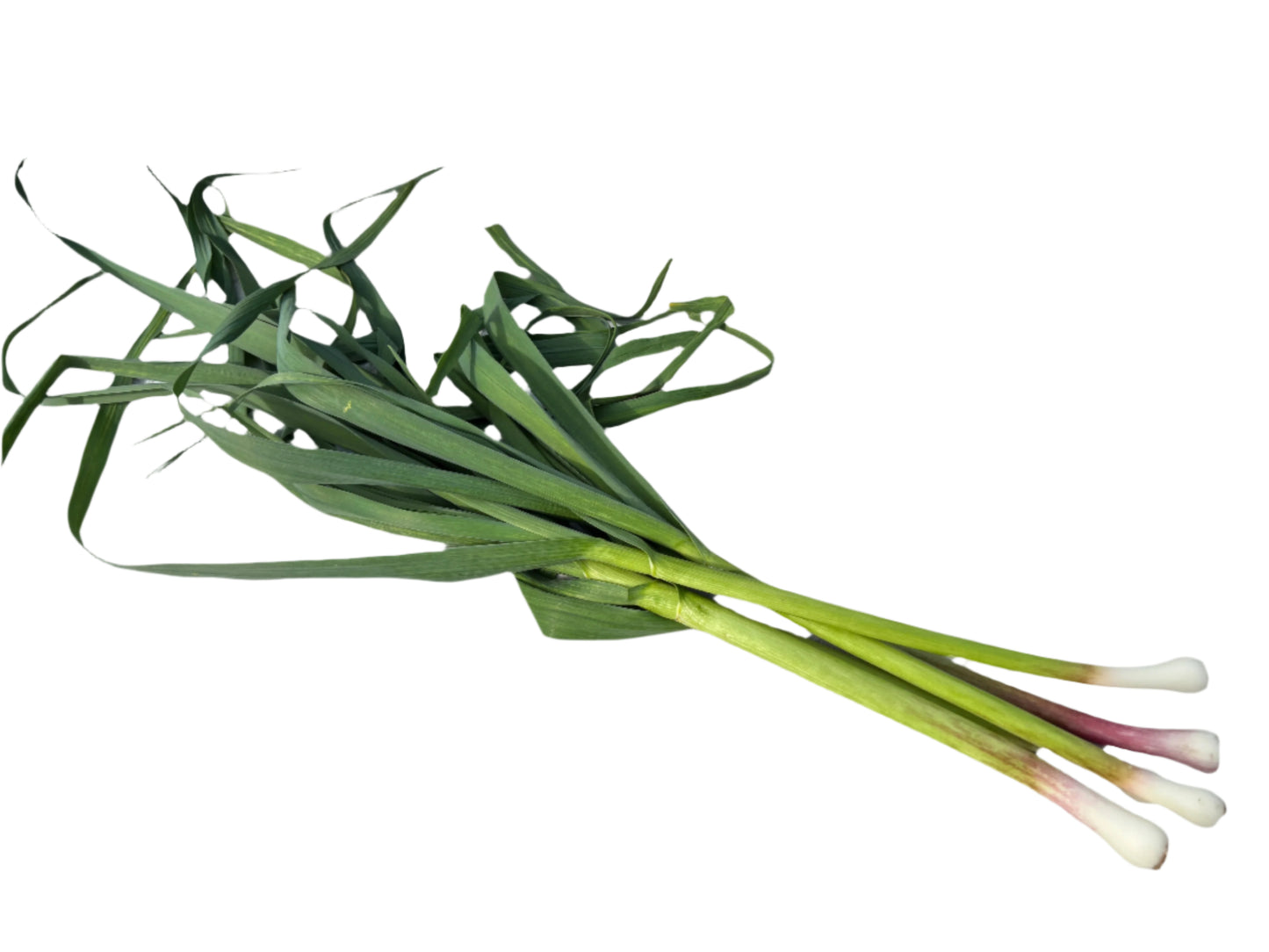 Garlic Sprout 蒜苗