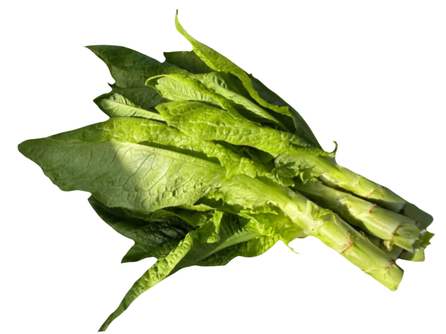 Celtuce 萵筍