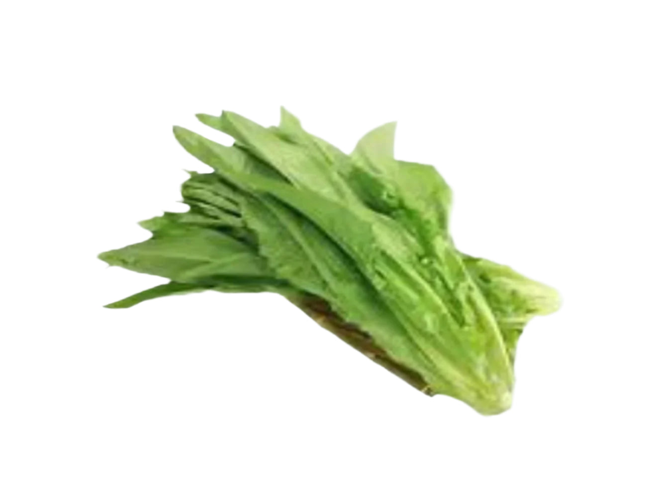 You Mai Cai 油麥菜