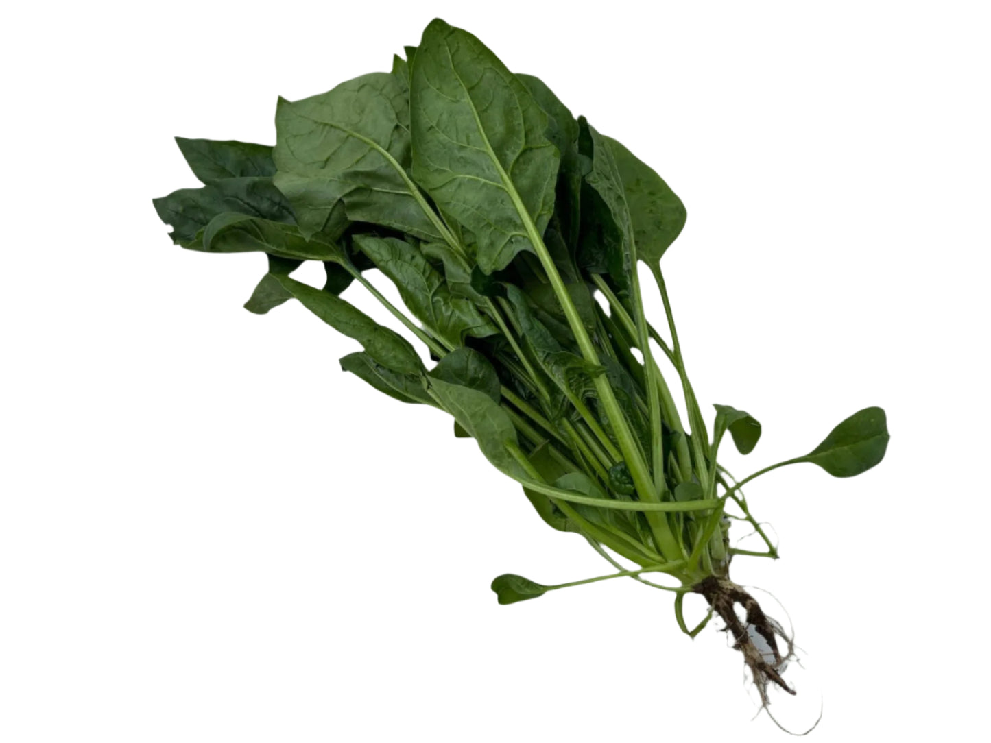 Chinese Spinach 菠菜