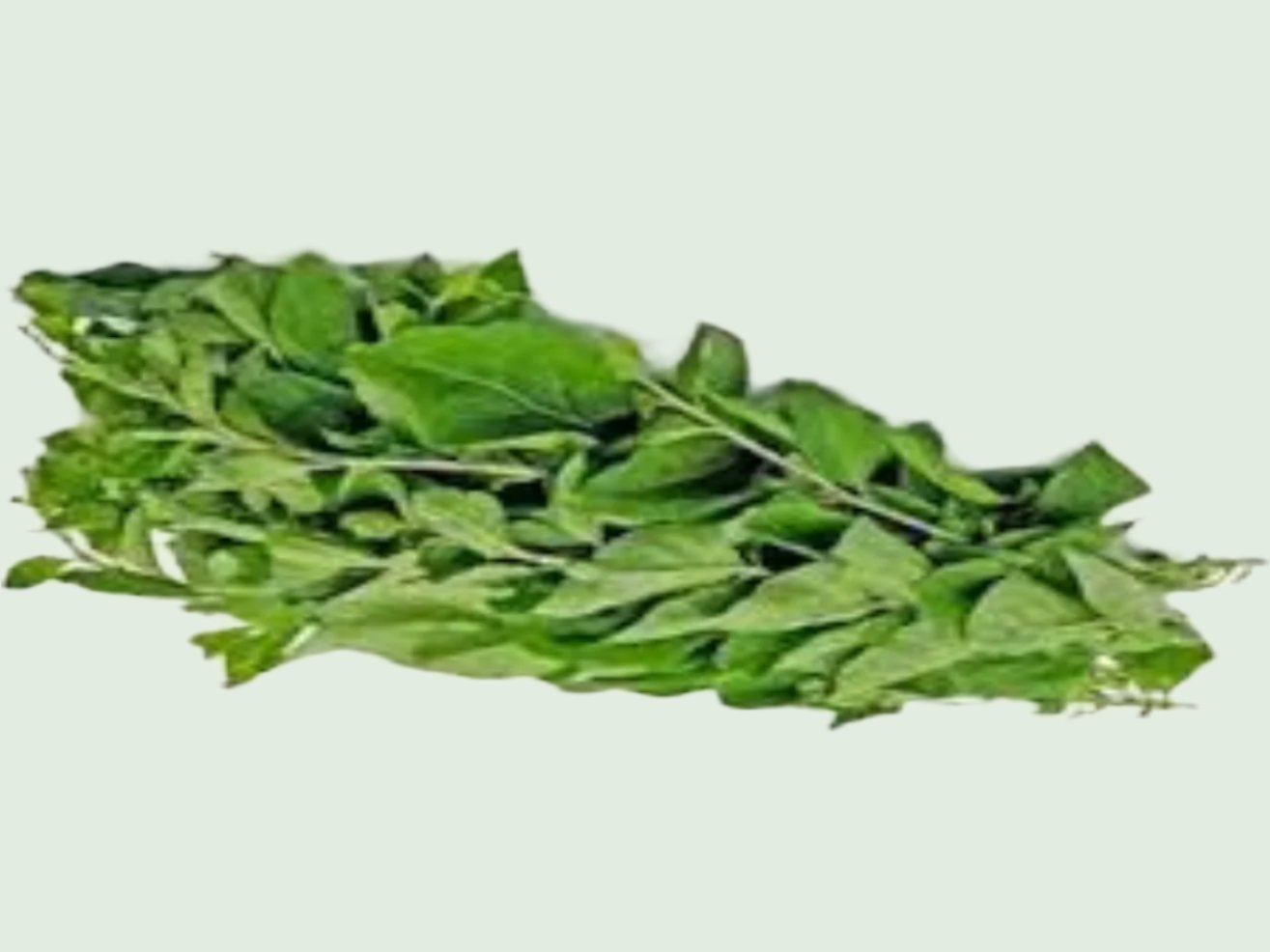 Wolfberry 枸杞葉